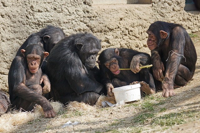 Entre chimpancés orinar es un acto ‘contagioso’ que podría reforzar el vínculo social