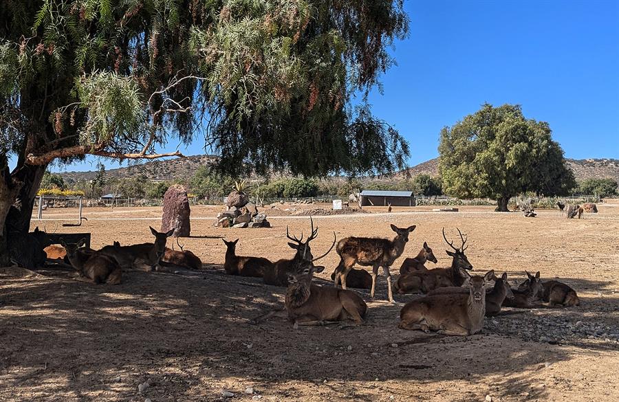 Una reserva en México permite interacción directa con más de 800 animales en peligro