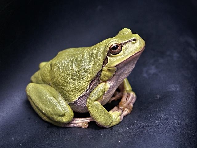 Descubren cuatro nuevas especies de ranas en el norte de los Andes de Ecuador