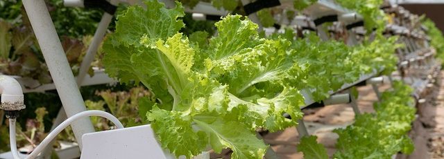 Advierten del impacto de los pesticidas en la salud de los agricultores de invernadero