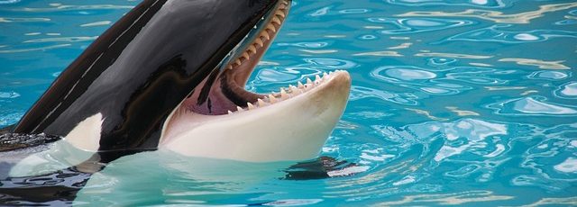 Orca demuestra su duelo maternal por segunda vez