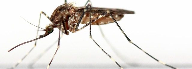 Científicos australianos sugieren infectar semen de los mosquitos para frenar el dengue