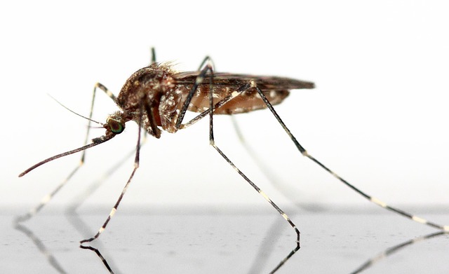 Científicos australianos sugieren infectar semen de los mosquitos para frenar el dengue