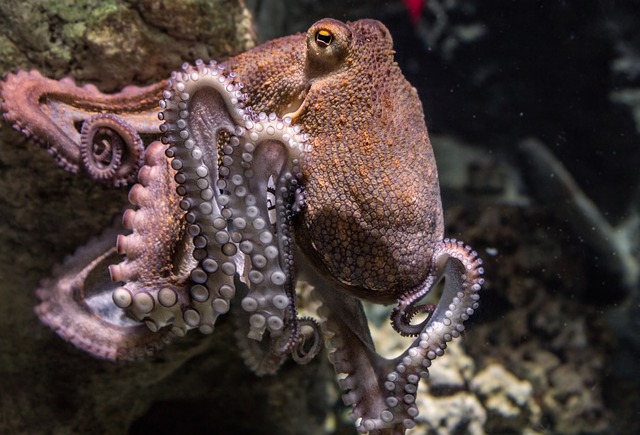 Un sistema nervioso segmentado da a los pulpos su increíble destreza con los tentáculos