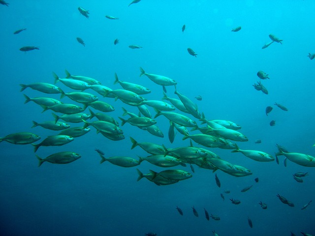 Un 24% de las especies de fauna en ecosistemas de agua dulce está en riesgo de extinción