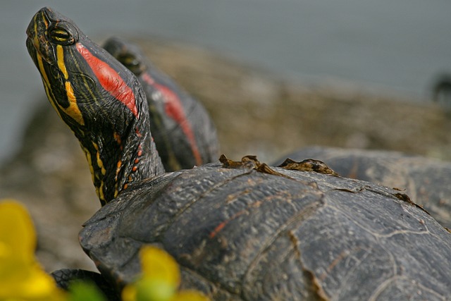 Caribe: Estudio evalúa impacto ambiental y sanitario de especies invasoras