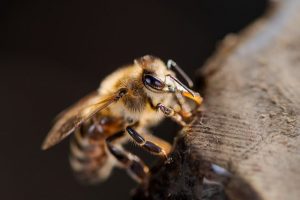 western-honey-bee-7631244_640