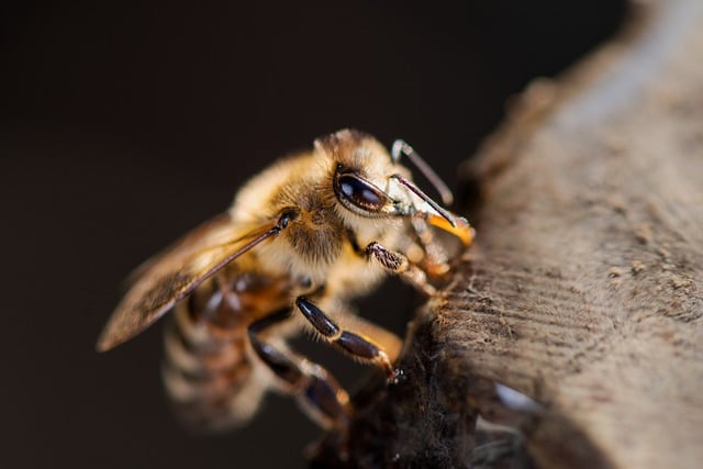 Falta conocimiento sobre impacto de pesticidas en abejas sin aguijón