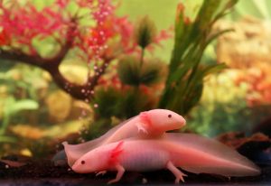 SUDÁFRICA ANIMALES