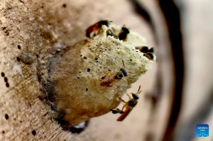 738-6-TECNO_Santuario Abejas_Xinhua_César Mariño