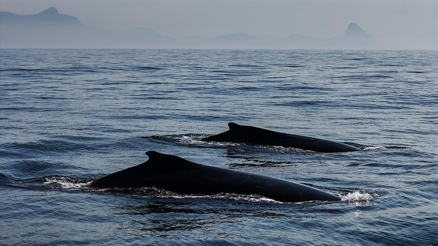 El canto de las ballenas tiene similitudes con el habla humana en términos de eficacia