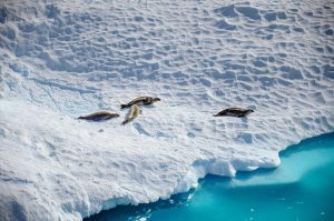 antarctica-8109879_640