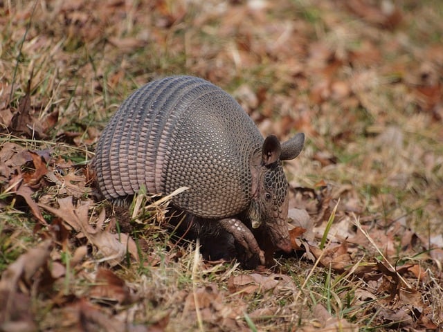 Un robot inspirado en los armadillos para superar los terrenos más difíciles