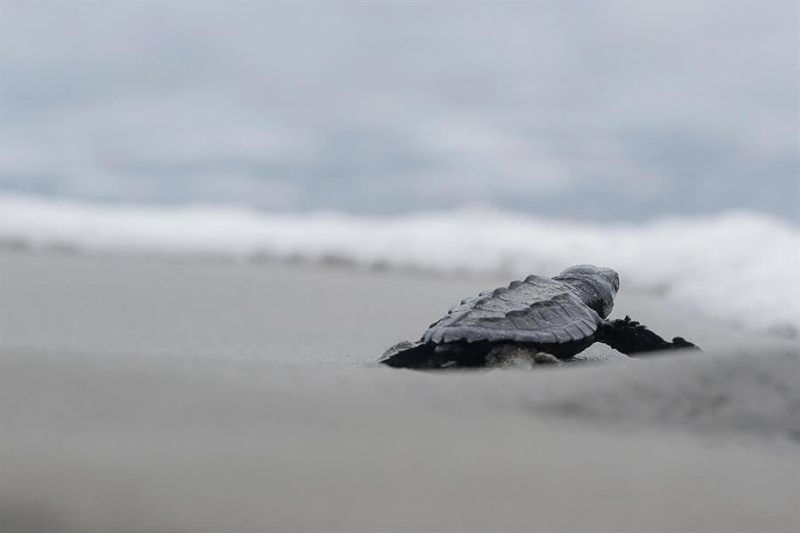 Las tortugas marinas aprenden a distinguir la firma magnética de los lugares con alimento