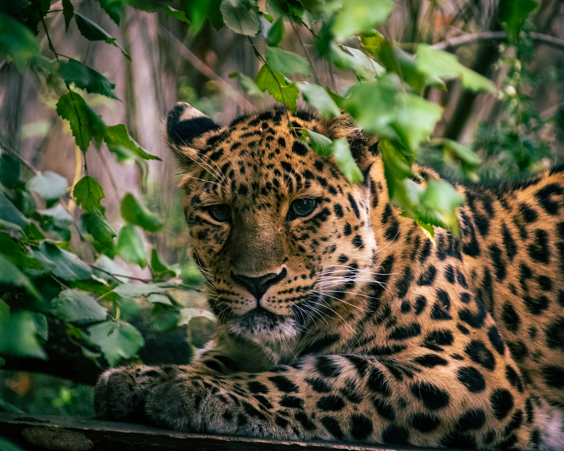 Investigan en Bolivia a una red de caza de animales silvestres que operaba desde Argentina