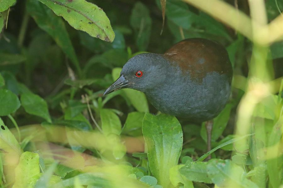 Hallan a una ave que se creía extinta hace casi dos siglos en una isla de las Galápagos