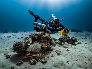 diver-9328628_640