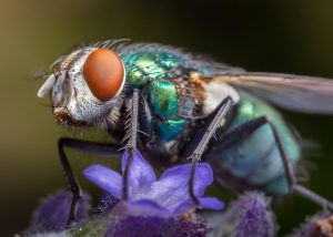 fly-8461020_640