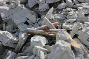 fossils-2481627_640