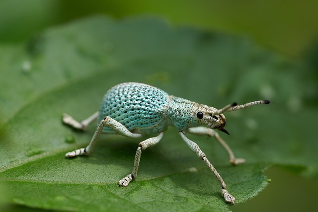 Así consiguen los insectos sobrevivir al invierno