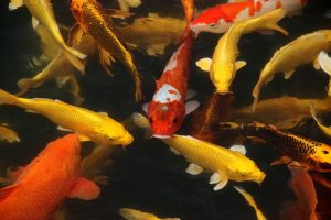 koi-fish-7071556_640