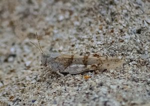 locust-405356_640