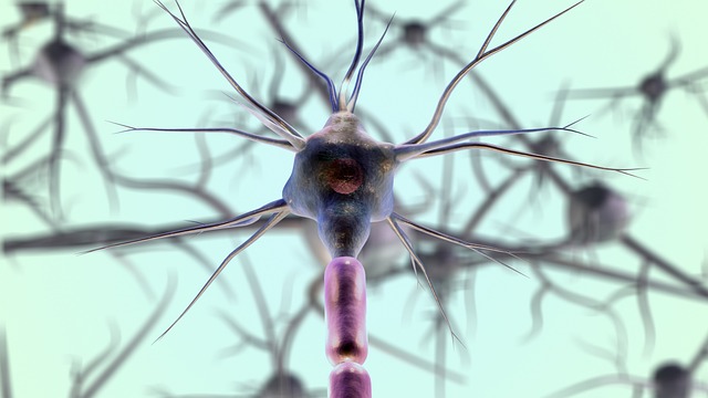 Identifican las neuronas encargadas de dar la orden de dejar de comer