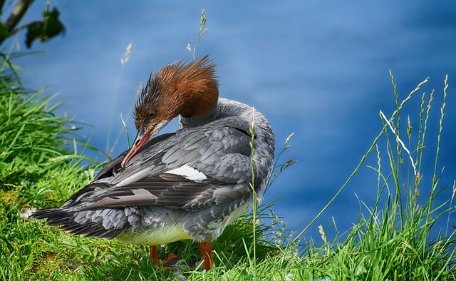 Un nuevo fósil del Cretácico resuelve la incógnita sobre el origen de las aves acuáticas