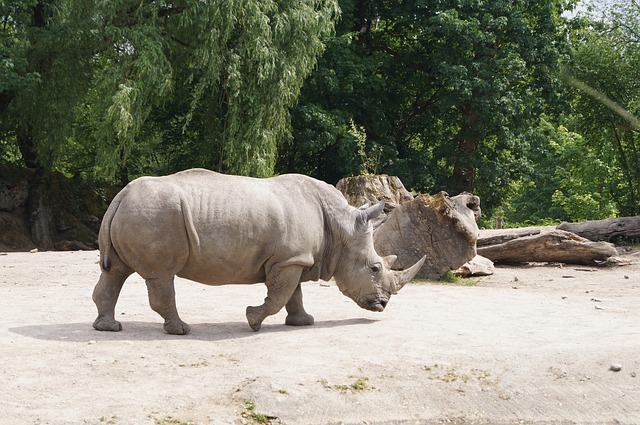 Científicos se empeñan en salvar una especie de rinocerontes al borde de la extinción