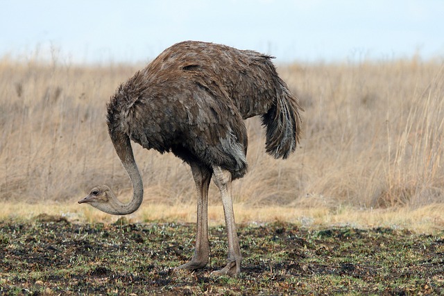 Las aves de la familia de las avestruces demuestran ser más resolutivas de lo que se creía