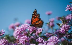 740-6-TECNO_Mariposa monarca_