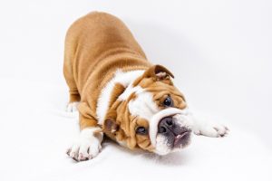 puppy-3785835_1280