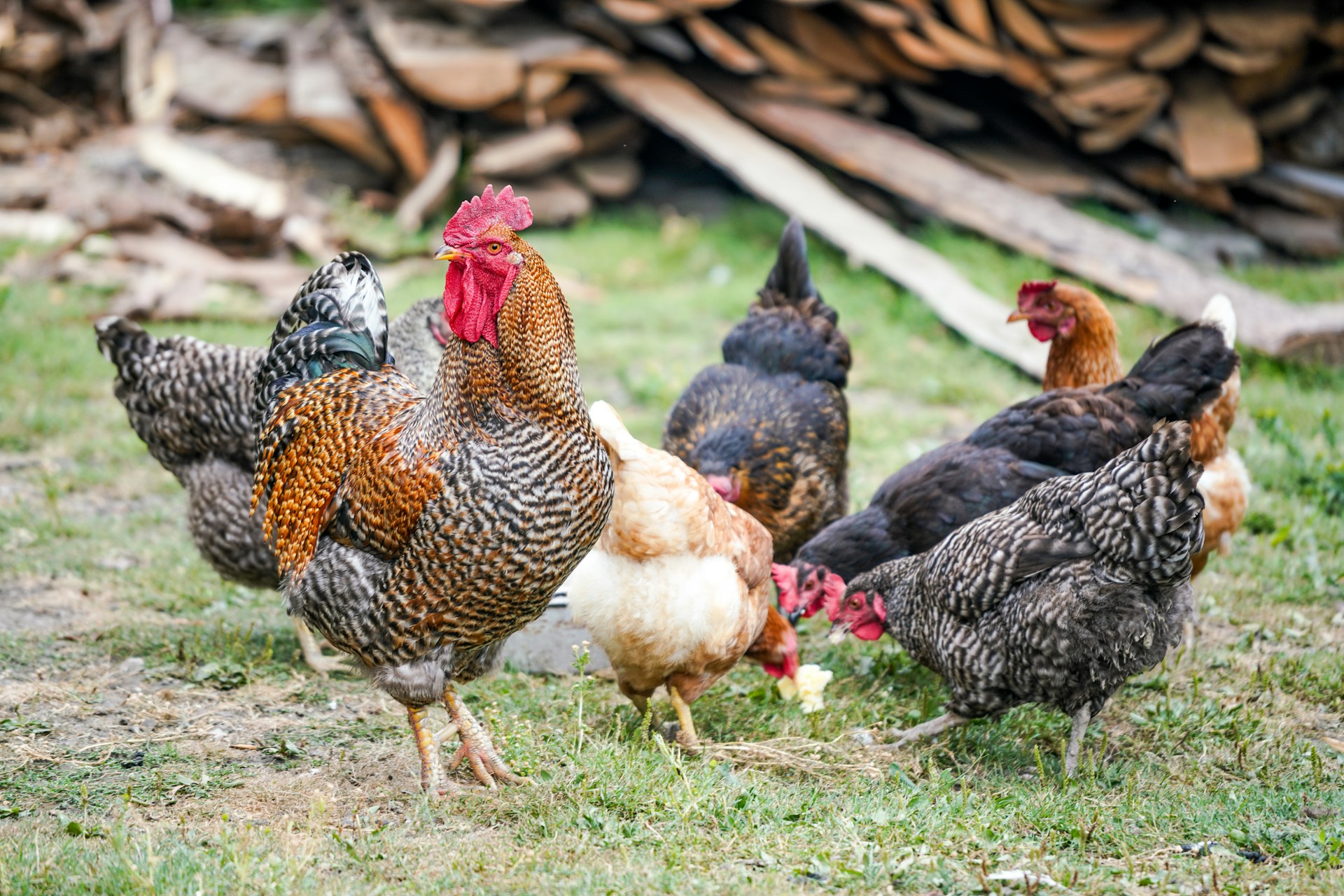 En México se registra el primer caso de muerte por gripe aviar H5N1