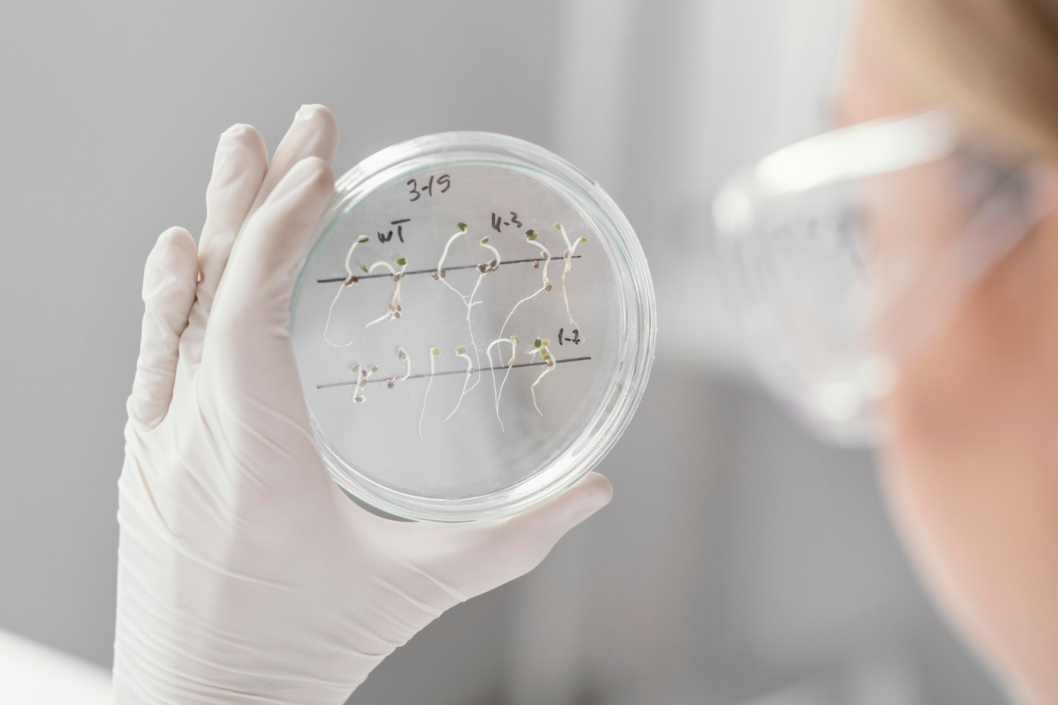 La UTN investiga una planta medicinal andina con biotecnología