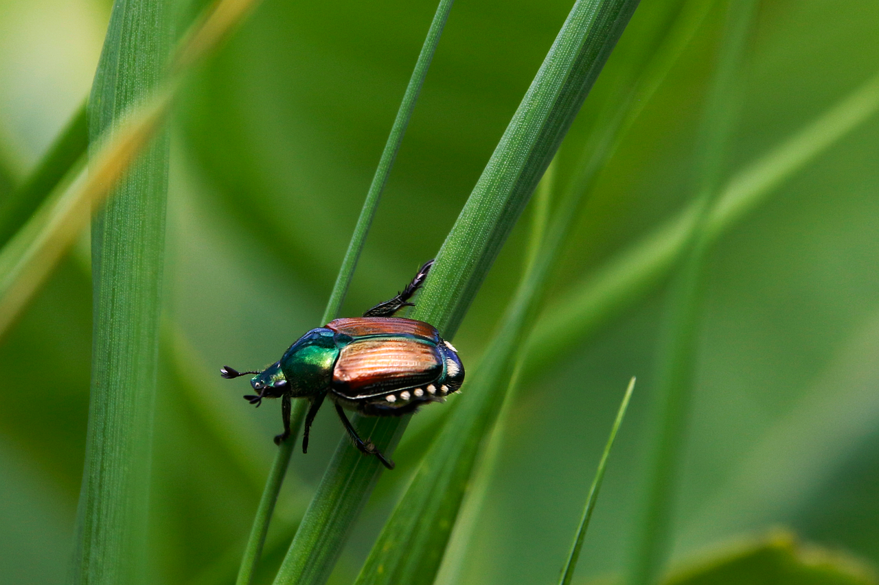 Disminución «alarmante» del número de insectos