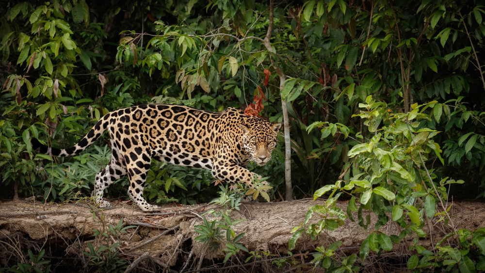 Alemania apoya la conservación del jaguar en América Latina