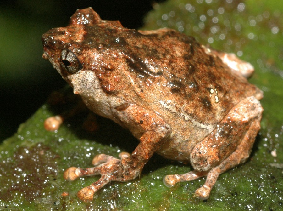 Buscan en ranas moléculas para combatir enfermedades inflamatorias