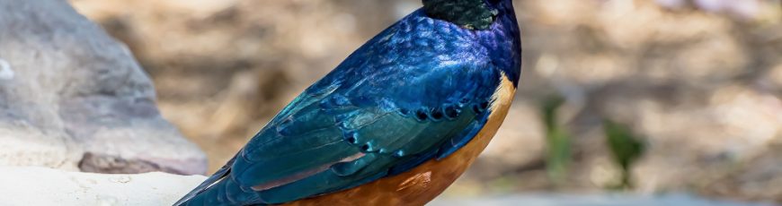 Descubren aves capaces de establecer «amistad» con sus pares