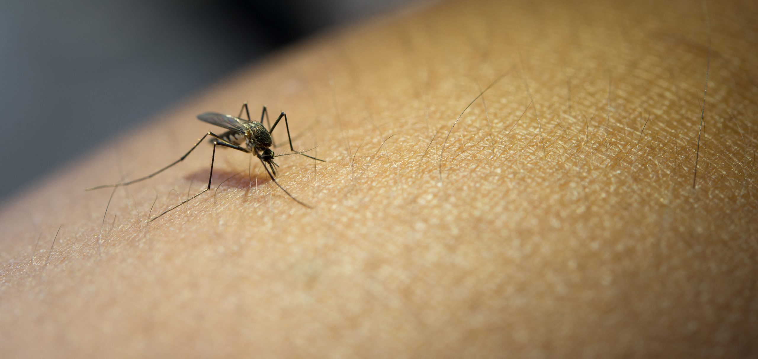 Colombia declara emergencia por brote de fiebre amarilla