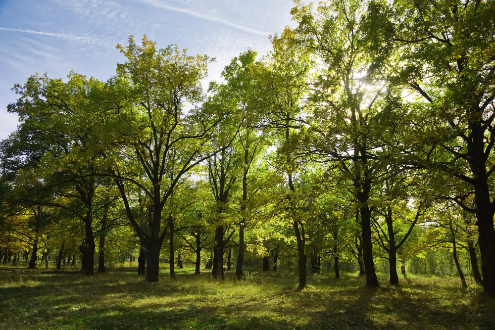 Las amenazas que acechan al árbol más antiguo del mundo