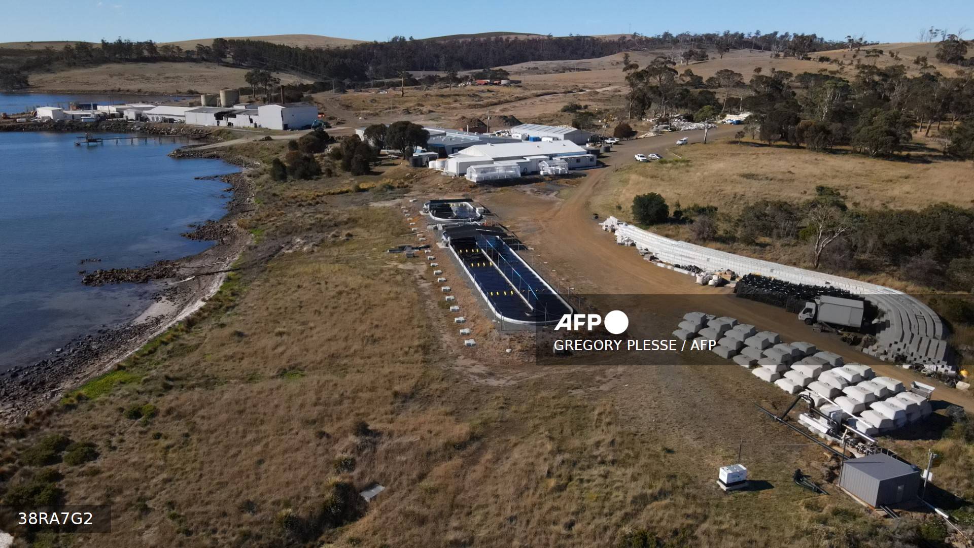 Granja australiana utiliza un alga que reduce el metano del ganado