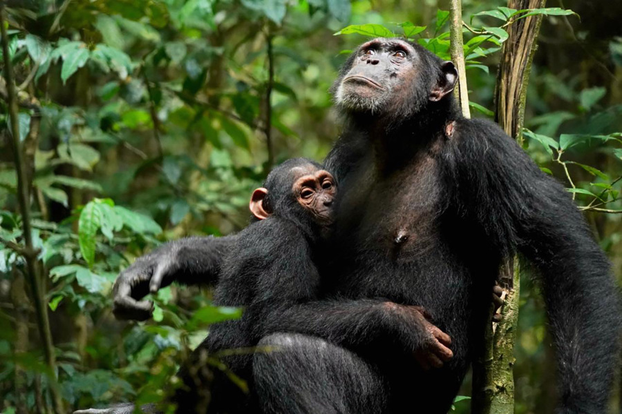 Los chimpancés crean vínculos que aseguran el éxito de la crianza y el bienestar