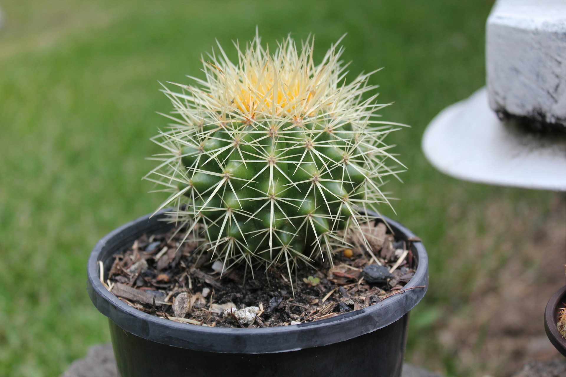 Fes Zaragoza protege 400 especies de cactus, muchas en riesgo y exclusivas de México