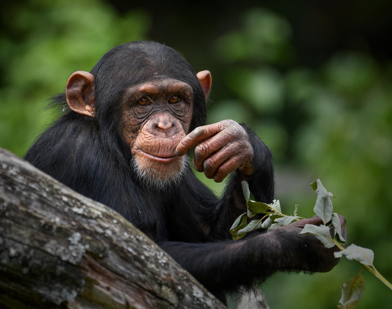 Yoko, el último chimpancé en cautiverio de Colombia, inicia una nueva vida en Brasil