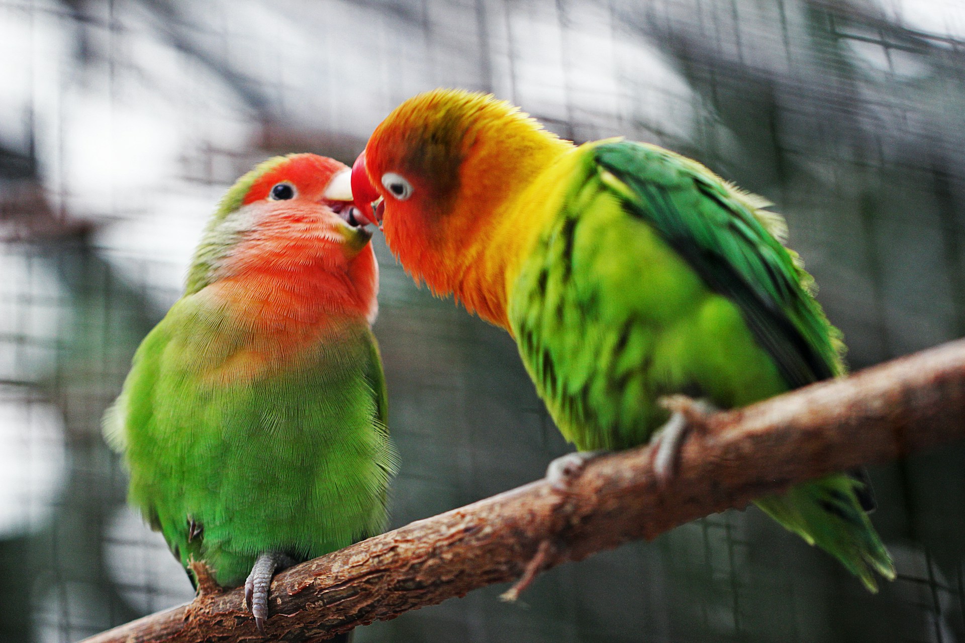 Ecuador inaugura reserva para proteger al loro carirrojo y conservar la biodiversidad