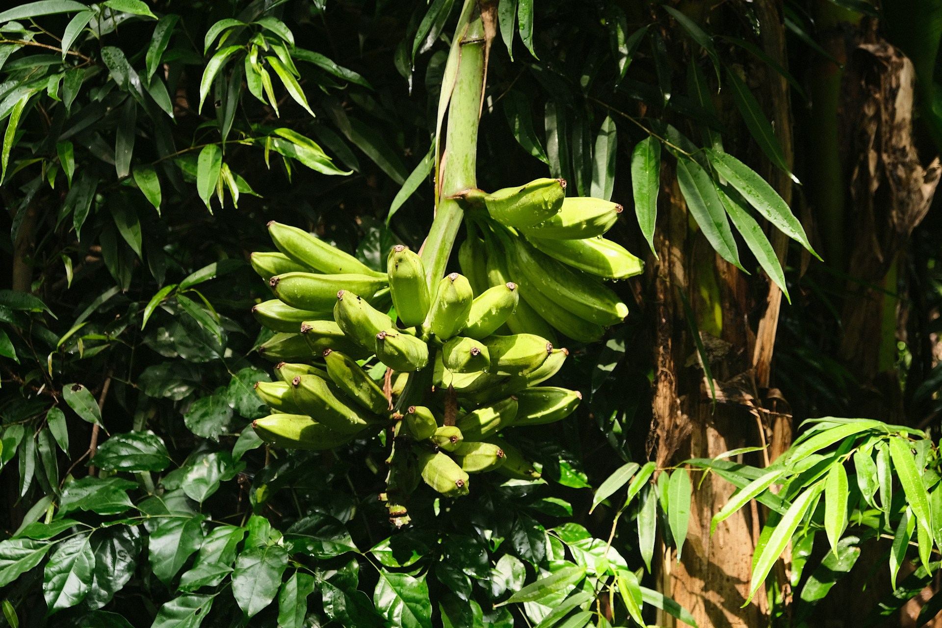 Colombia apuesta por la innovación rural con plásticos orgánicos hechos de plátano