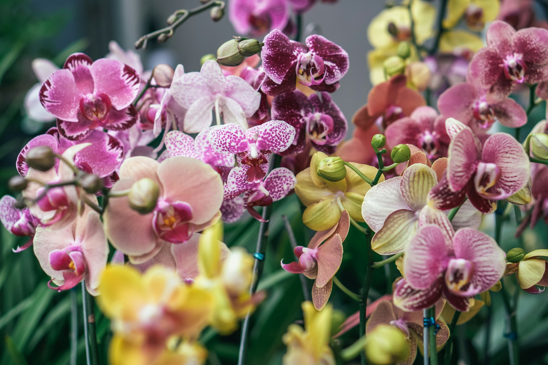 Más de 450 orquídeas compiten por el título de mejor especie en la Feria de las Flores de Boquete