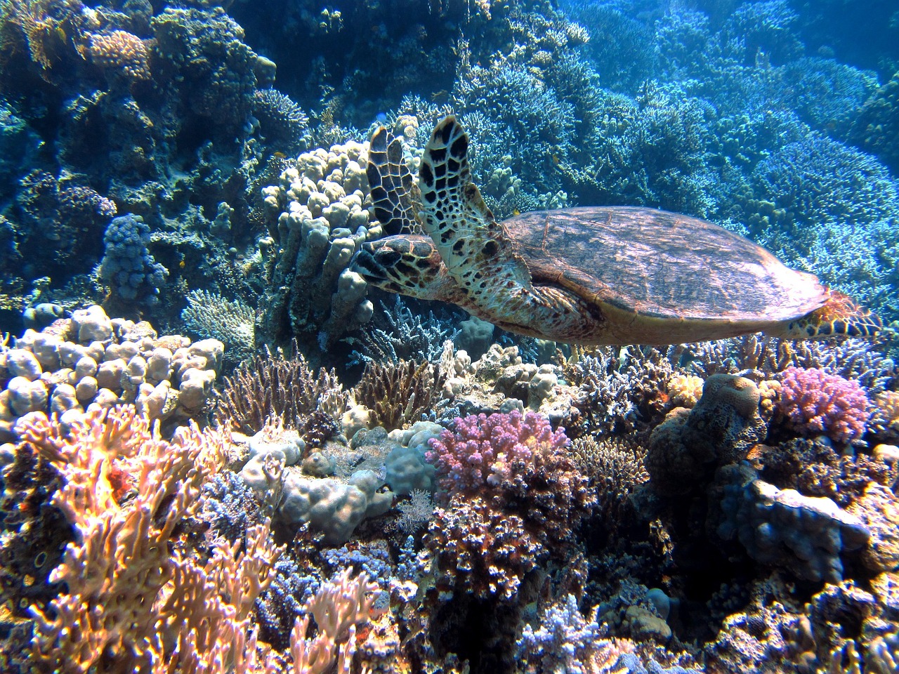 La gran barrera de coral sufre daños irreversibles por el cambio climático