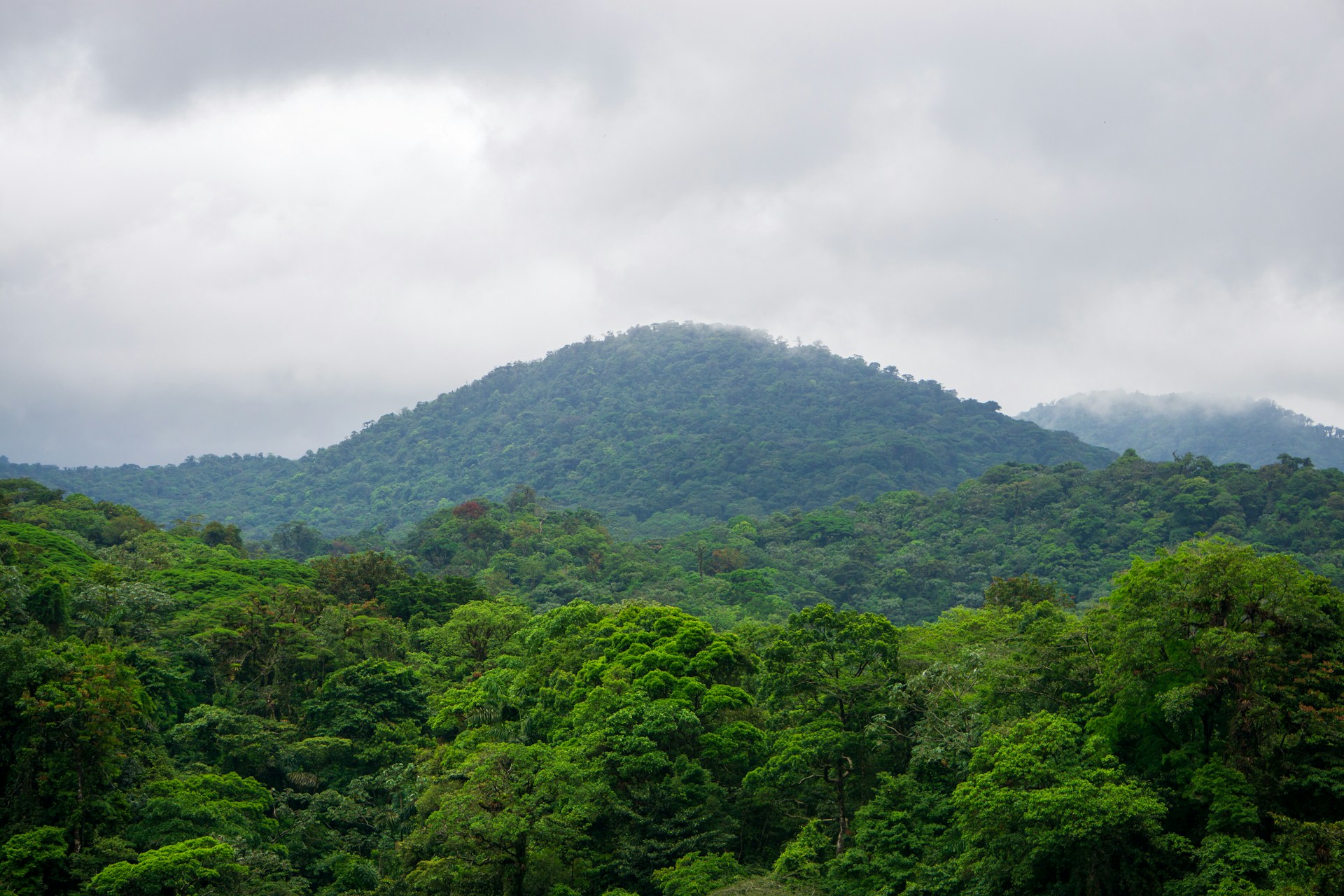 Cambio climático extingue el sapo dorado en Costa Rica