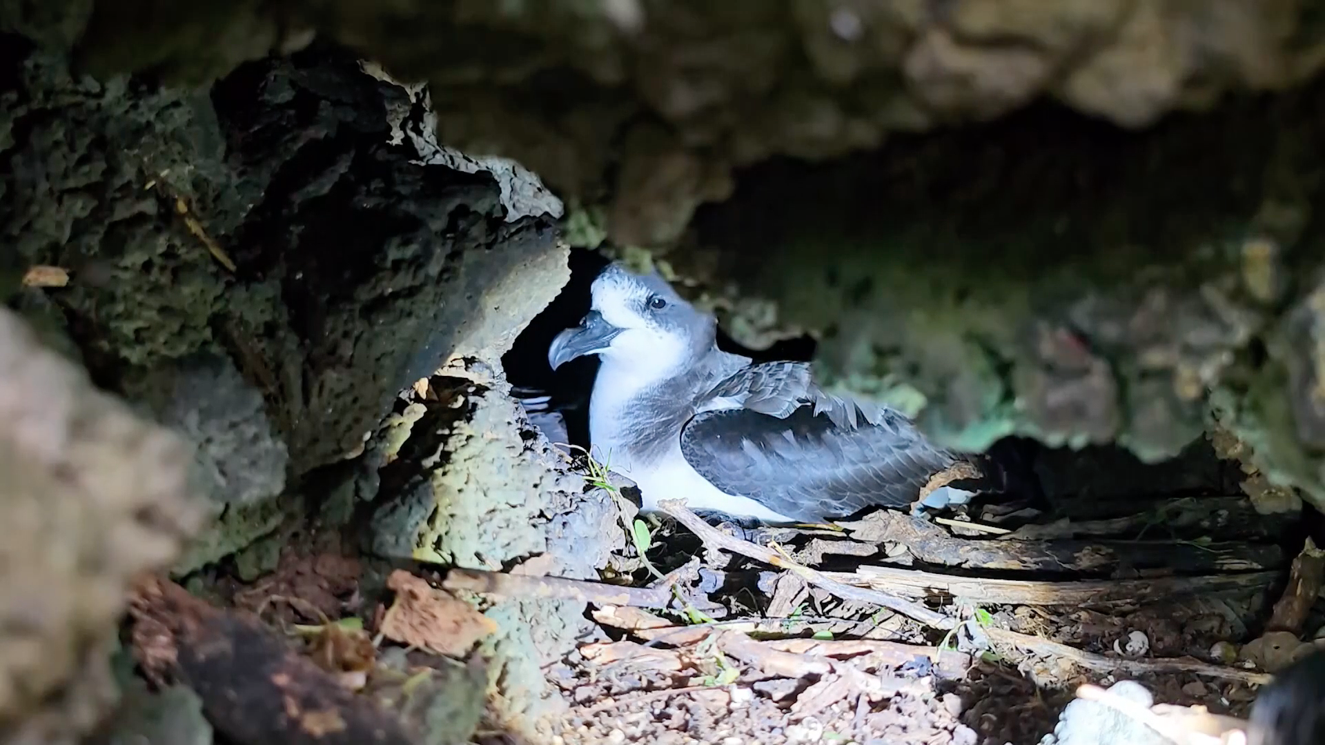 Hallazgo de nidos impulsa la conservación del petrel en Galápagos